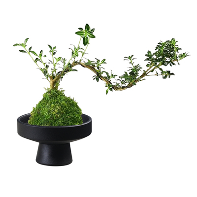 苔藓球托盘花盆陶瓷盆