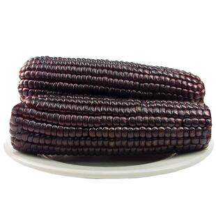 黑玉米新鲜糯玉米官方旗舰店早餐甜粘玉米真空装包装粗粮年货食品