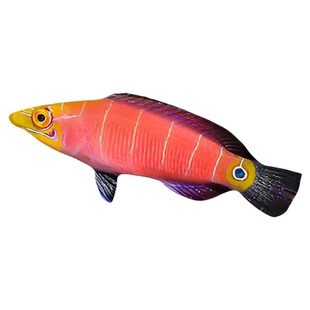 红龙绿龙黄花凯瑟琳快闪地图熊猫鸭嘴东非烈焰活体海水鱼隆头鱼2