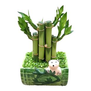 富贵竹盆栽转运竹小森林步步高升室内办公桌面易养护净化空气植物