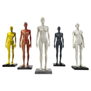 30cm艺用树脂人体模型肌肉骨骼解剖结构美术模型 CG绘画雕塑教学