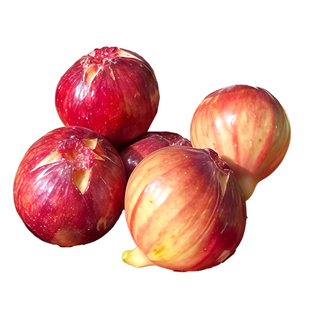 无花果树果苗特大果盆栽水果波姬红南方北方种植地栽阳台四季耐寒