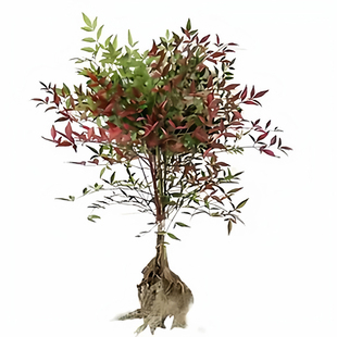 楚颂南天竹树苗盆栽绿化工程量大基地植物盆景室内室外庭院