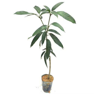 芒果树苗正宗嫁接桂七贵妃芒四季芒金煌芒果苗树矮化盆栽南方带土