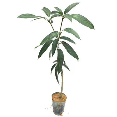 正宗嫁接芒果树果苗矮化当年结果