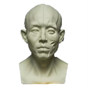 头头是道2.0美术教具独占石膏米隆素描头像结构临摹教具原型肌肉结合版树脂美术生专用郭剑闵亮亮陈洪彬争霸联考出神入画博拉图