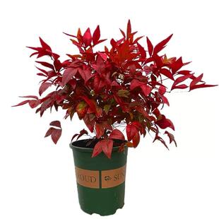 火焰南天竹树苗绿化苗木庭院观果观叶植物南天竺红天竹苗盆景盆栽