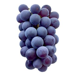 海蒂的花园旗舰店葡萄树苗茉莉香阳光玫瑰夏黑南方北方爬藤盆栽