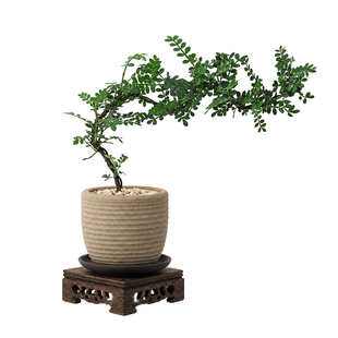造型清香木胡椒木盆栽驱蚊驱虫室内办公桌四季好养易活中式绿植物