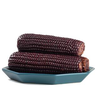 北方甜糯黑玉米真空装粘苞米低脂饱腹代餐早餐粗粮8根世际德力