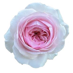 奥利维亚月季花苗四季浓香欧月灌木大花阳台盆栽庭院地栽切花玫瑰