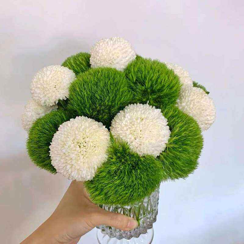 绿毛球11鲜花水培盆栽石竹花束水养插花云南基地家庭鲜切花乒乓菊