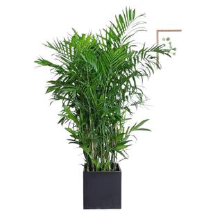夏威夷竹子盆栽室内外客厅大型绿植盆景植物竹盆栽净化空气吸甲醇