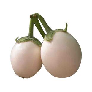 橄榄鸡蛋茄籽白蛋茄种子白色观赏圆茄子种籽农家四季盆栽蔬菜种孑