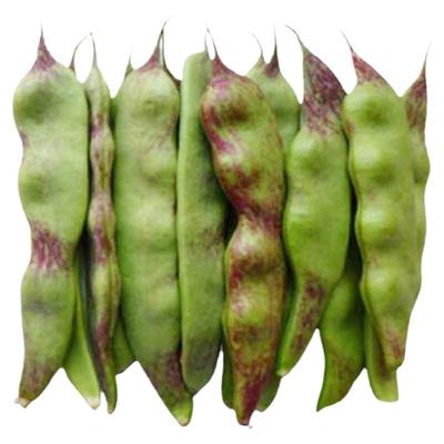 黑龙江油豆角四季青蔬菜种子