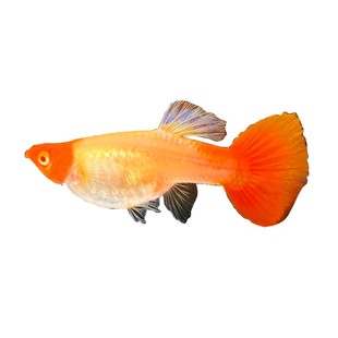 孔雀鱼孕母临产大肚母鱼淡水热带胎生鱼纯种公鱼凤尾鱼下崽狂魔鱼