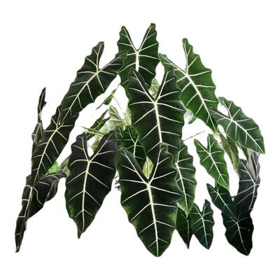 天鹅绒海芋盆栽仙女绿植ins网红