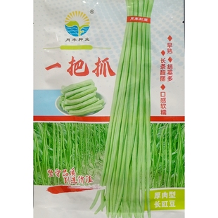 月丰一把抓豇豆种子早熟浅绿白条肉厚长青豆角缸江豆肉厚耐老30克