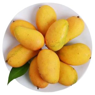 海南小台农芒果苗嫁接芒果树苗南方盆栽地栽种植水果