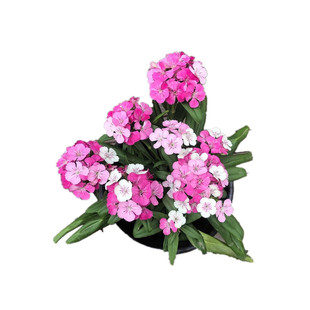 绣球石竹花苗带花苞室外耐寒植物庭院花园四季花卉霹雳石竹盆栽