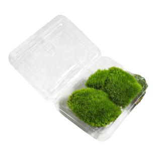 鲜活苔藓白发藓微景观DIY造景青苔生态植物假山庭院盆栽盆景造景