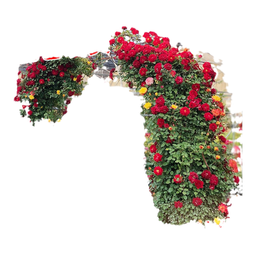 蔷薇花苗爬藤植物四季易活花卉阳台庭院大花浓香藤本月季玫瑰盆栽