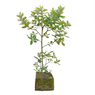 桃金娘树苗捻子果苗山菍子树地稔子小苗常绿南方北方种植庭院盆栽