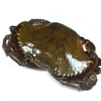 舟山宁波特产 秘制鲜活野生 红膏酱香咸呛蟹 三门酱青蟹包邮