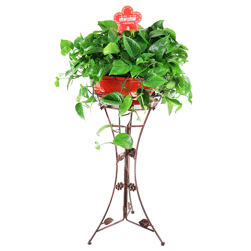 垂吊绿航绿萝吸水花架室内植物