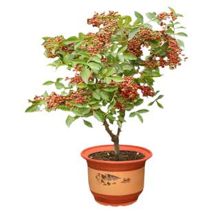 花椒苗树四川汉源大红袍盆栽当年结果四季种植麻椒青花椒大苗地栽