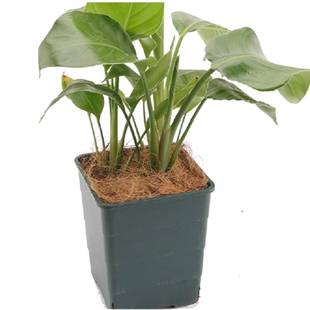 园艺椰丝天然椰棕丝花盆椰丝铺面盆栽装饰花盆填充物鸟窝草窝垫材