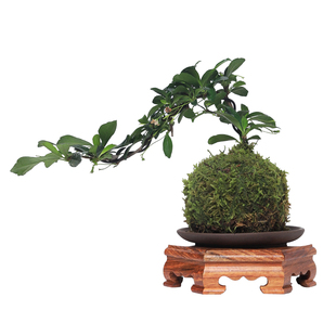 福建茶苔藓球绿植室内盆栽办公室悬崖造型老桩禅意植物客厅小盆景