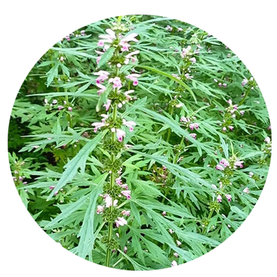 益母草种籽子盆栽可食用中