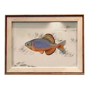 彩鱊白边鳑鲏蓝石台鳑鲏白边须鱊福州齐氏鱊青鳞鱊装饰画原生鱼