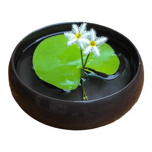 古法鱼缸造景全套生态养鱼水草植物套餐浮萍水芙蓉绿菊水草缸鱼草