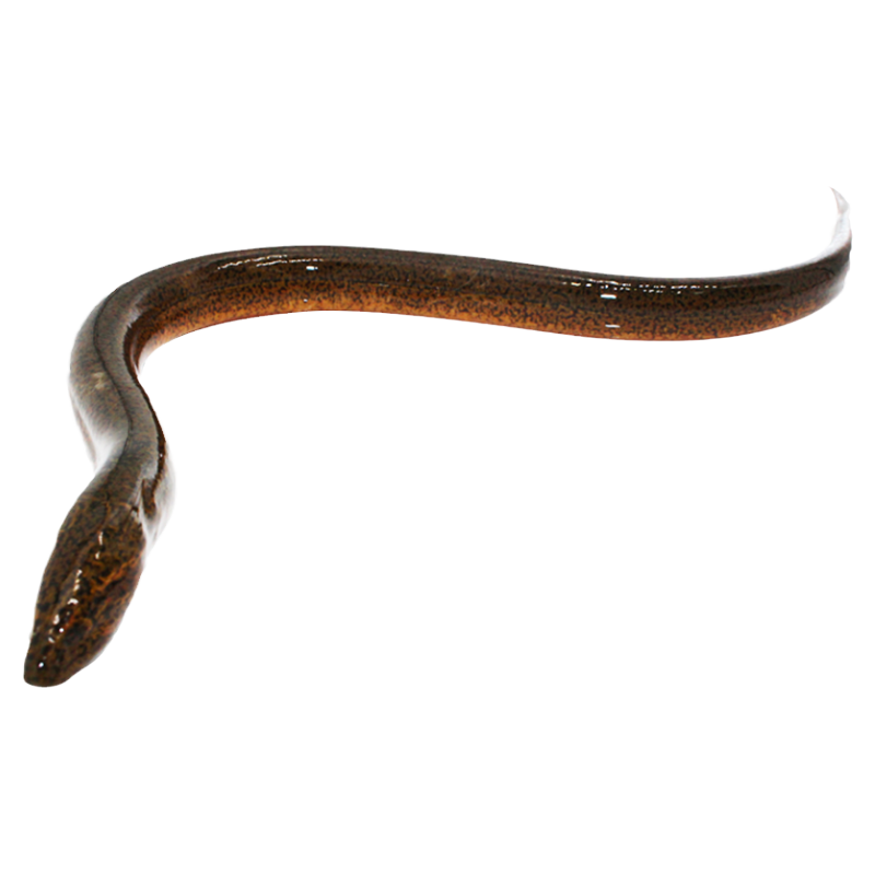 微山湖正宗原生態(tài)鱔魚燉湯鮮活現(xiàn)殺滋補(bǔ)鱔魚長魚黃鱔非養(yǎng)殖魚