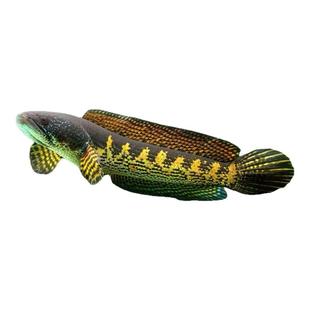 黄金眼镜蛇雷龙鱼凶猛热带鱼淡水鱼苗观赏鱼大型雷龙肉食性观赏鱼