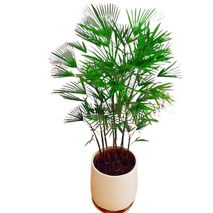 金山棕竹盆栽大型绿植办公室内客厅旺宅植物落地盆景耐寒四季好养