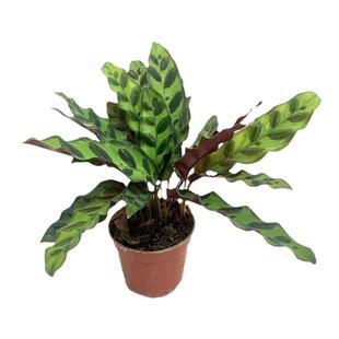 豹纹竹芋盆栽苗猫眼竹芋室内桌面办公四季常青净化空气土培易养护