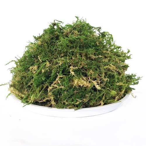 天然干苔藓水苔青苔蝴蝶兰花多肉石斛育苗营养土肥料乌龟冬眠垫材