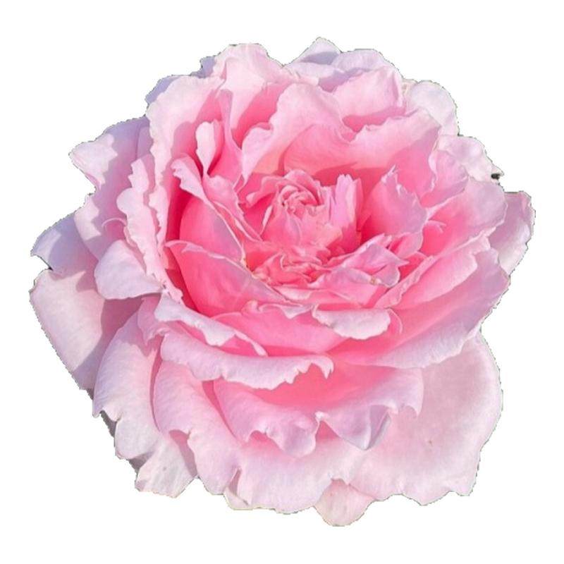 新品月季索菲罗莎大花浓香三季开