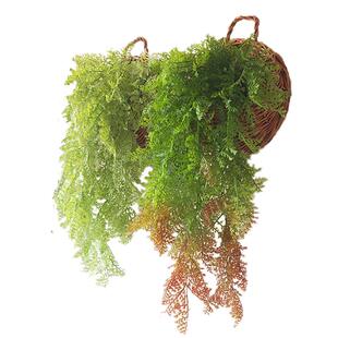 仿真绿植壁挂装饰家居客厅塑料花垂吊植物藤蔓挂篮套装小蕨叶假花