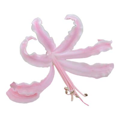 种花王大爷 猫爪剑兰裸根多年生阳台花园植物阳台室内客厅植物