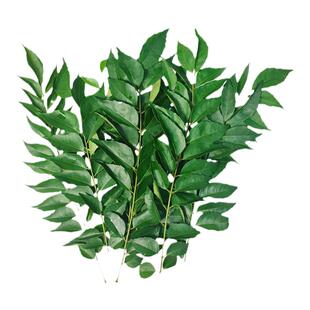 好新鲜精品果蔬 新鲜咖喱叶 香料调味增香调料 泰式原料 顺丰速运