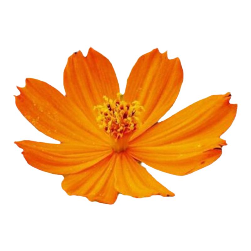 硫华菊花籽庭院美化黄波斯菊种子