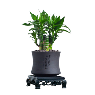 文昌竹四支富贵竹带根植物室内桌面绿植净化空气情绪稳定盆景花卉