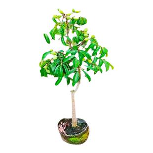 甜橄榄树树苗嫁接三棱脆甜青橄榄苗四季盆栽地栽带土带叶当年结果