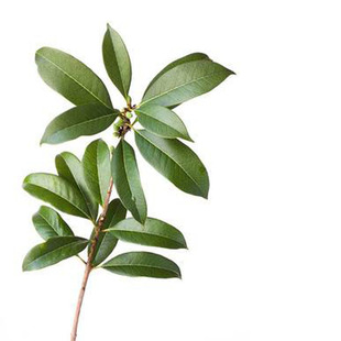 家薄荷藿香苏叶母鸡窝草小苏金薄荷石荠苎紫花草特价吸甲醛