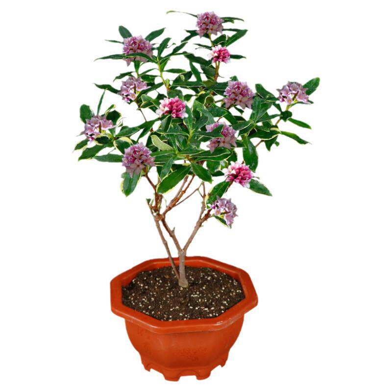 金边瑞香带花苞浓香型