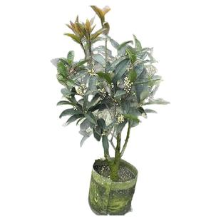 月季桂花原盆盆栽苗阳台庭院多季开花木本花卉盆栽植物树苗带花苞